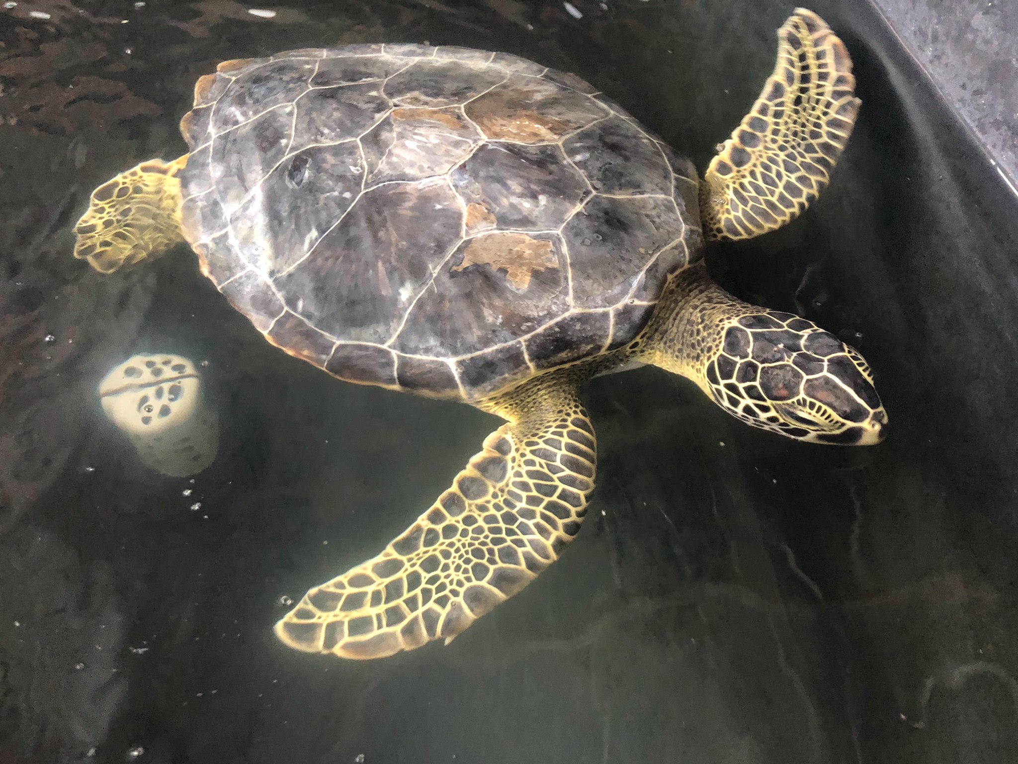 seaturtle pictures seaturtle pictures