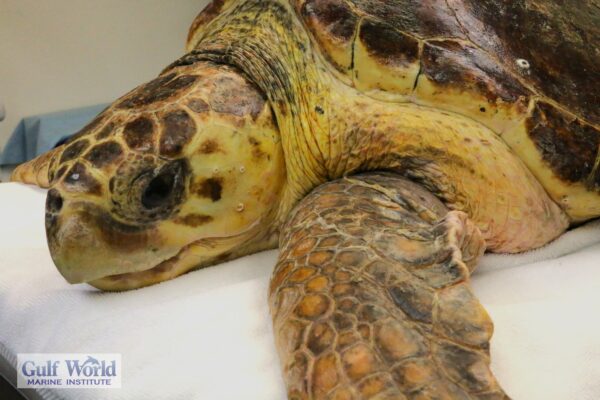 Adoption - King George
